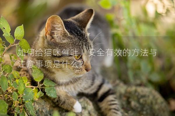 如何给猫咪催吐，安全有效的方法与注意事项是什么？