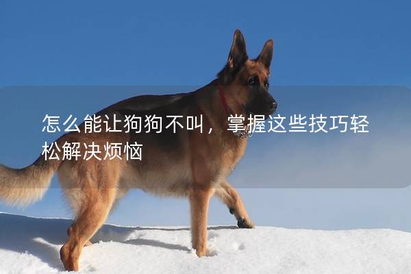 怎么能让狗狗不叫，掌握这些技巧轻松解决烦恼