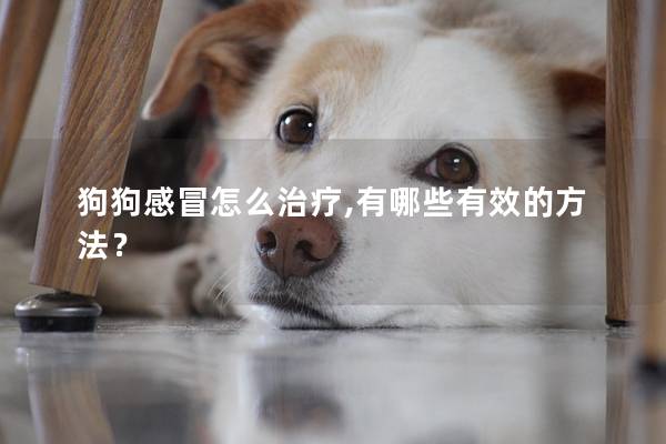 狗狗感冒怎么治疗,有哪些有效的方法？