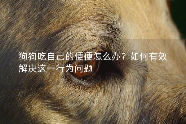 狗狗吃自己的便便怎么办？如何有效解决这一行为问题