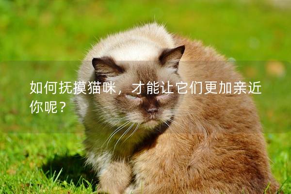 如何抚摸猫咪，才能让它们更加亲近你呢？
