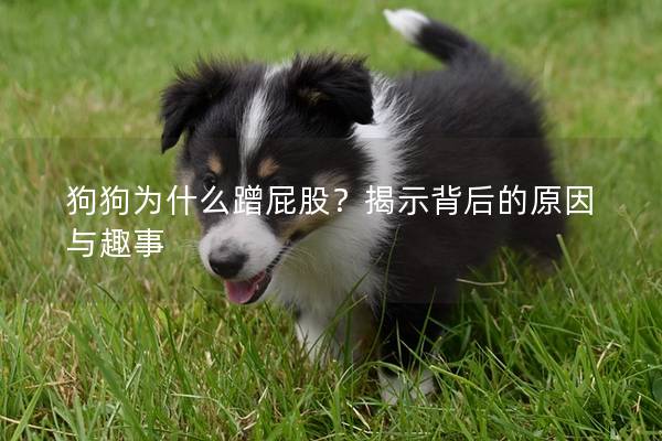 狗狗为什么蹭屁股？揭示背后的原因与趣事