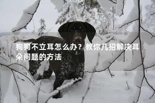 狗狗不立耳怎么办？教你几招解决耳朵问题的方法