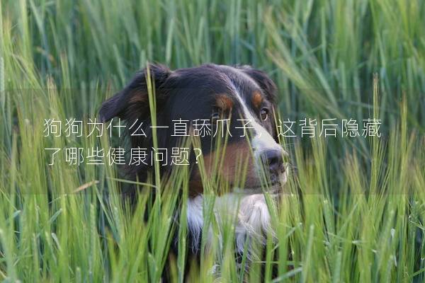 狗狗为什么一直舔爪子，这背后隐藏了哪些健康问题？