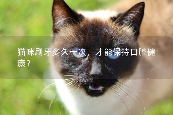 猫咪刷牙多久一次，才能保持口腔健康？