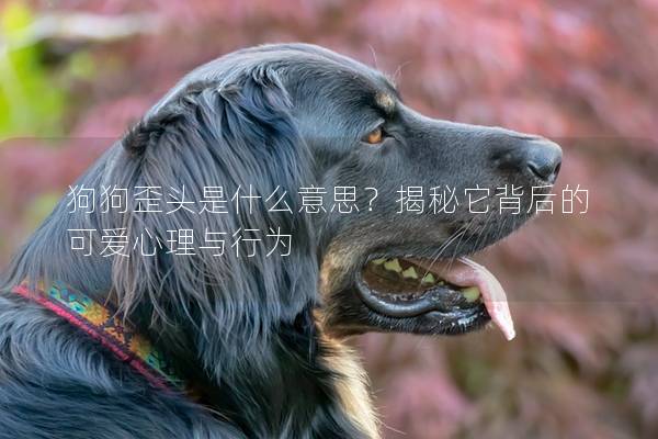 狗狗歪头是什么意思？揭秘它背后的可爱心理与行为