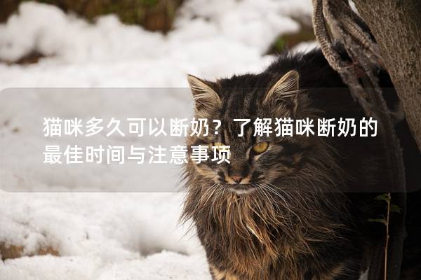 猫咪多久可以断奶？了解猫咪断奶的最佳时间与注意事项