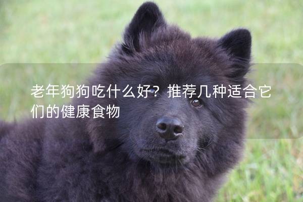 老年狗狗吃什么好？推荐几种适合它们的健康食物