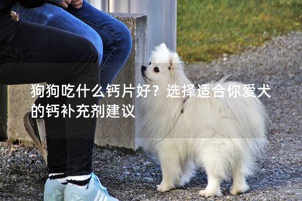 狗狗吃什么钙片好？选择适合你爱犬的钙补充剂建议