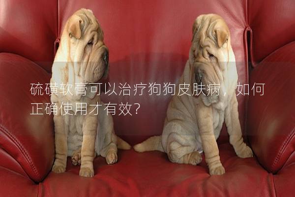 硫磺软膏可以治疗狗狗皮肤病，如何正确使用才有效？