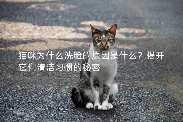 猫咪为什么洗脸的原因是什么？揭开它们清洁习惯的秘密