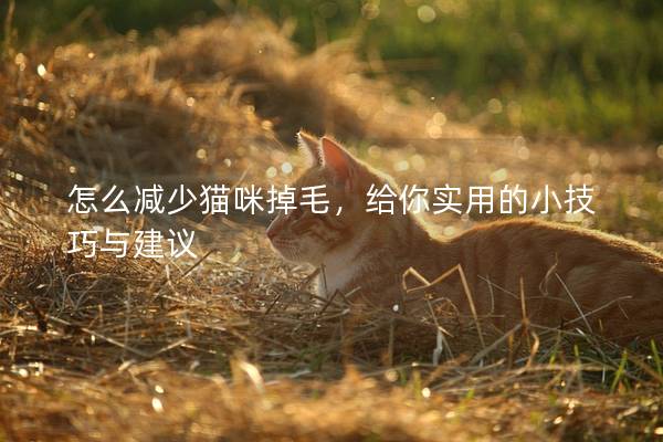 怎么减少猫咪掉毛，给你实用的小技巧与建议