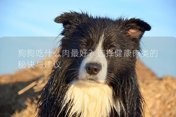 狗狗吃什么肉最好？选择健康肉类的秘诀与建议