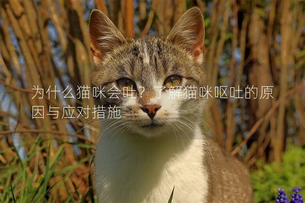 为什么猫咪会吐？了解猫咪呕吐的原因与应对措施