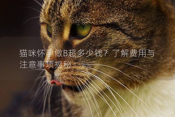 猫咪怀孕做B超多少钱？了解费用与注意事项揭秘