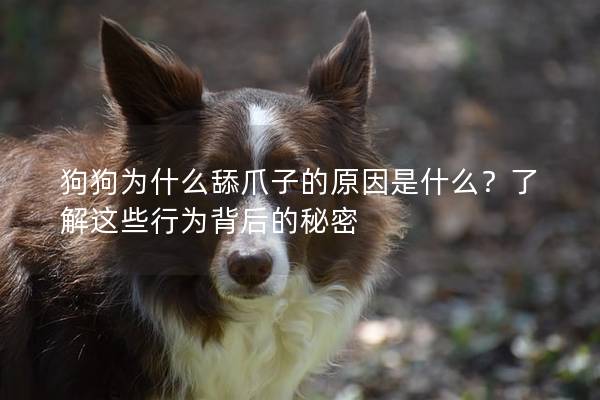 狗狗为什么舔爪子的原因是什么？了解这些行为背后的秘密