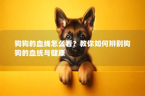 狗狗的血线怎么看？教你如何辨别狗狗的血统与健康