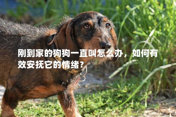刚到家的狗狗一直叫怎么办，如何有效安抚它的情绪？