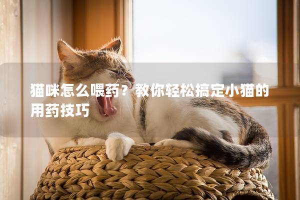 猫咪怎么喂药？教你轻松搞定小猫的用药技巧