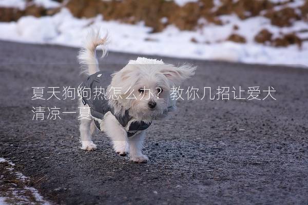 夏天狗狗热怎么办？教你几招让爱犬清凉一夏