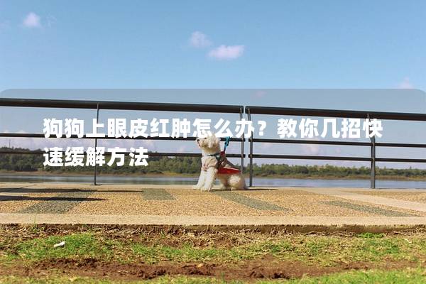 狗狗上眼皮红肿怎么办？教你几招快速缓解方法
