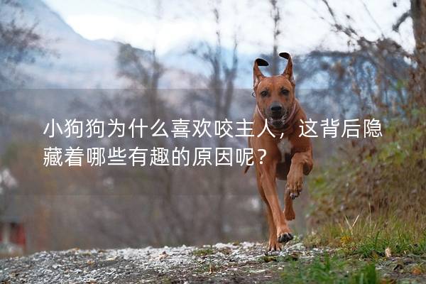 小狗狗为什么喜欢咬主人，这背后隐藏着哪些有趣的原因呢？