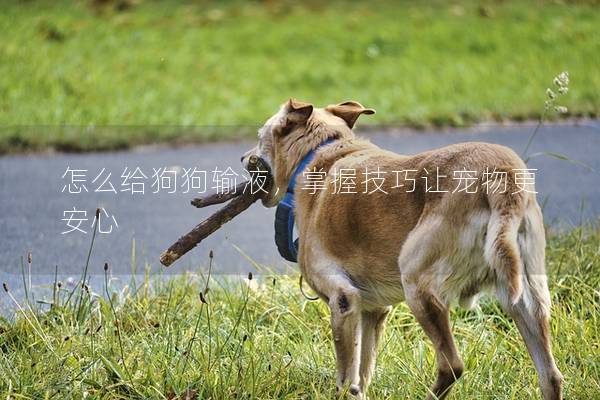 怎么给狗狗输液，掌握技巧让宠物更安心