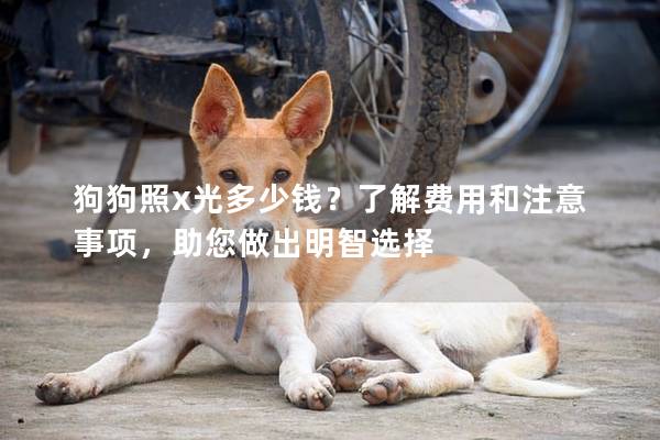 狗狗照x光多少钱？了解费用和注意事项，助您做出明智选择