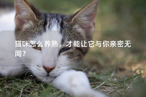 猫咪怎么养熟，才能让它与你亲密无间？