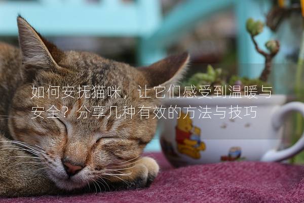 如何安抚猫咪，让它们感受到温暖与安全？分享几种有效的方法与技巧
