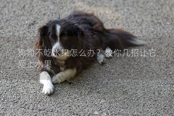 狗狗不吃水果怎么办？教你几招让它爱上水果