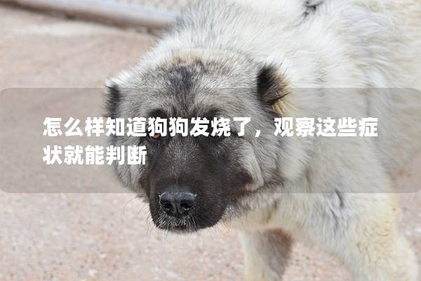怎么样知道狗狗发烧了，观察这些症状就能判断