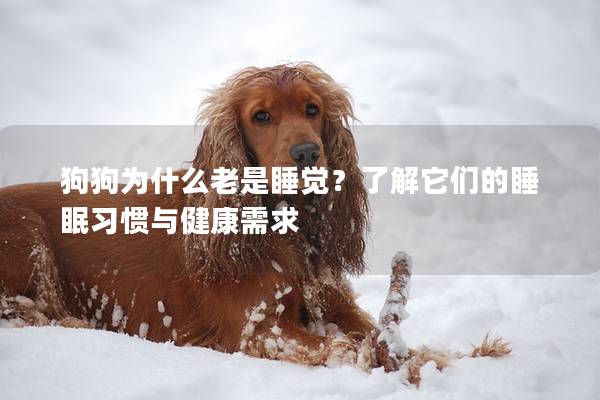 狗狗为什么老是睡觉？了解它们的睡眠习惯与健康需求