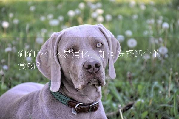 狗狗吃什么易消化，如何选择适合的食物？
