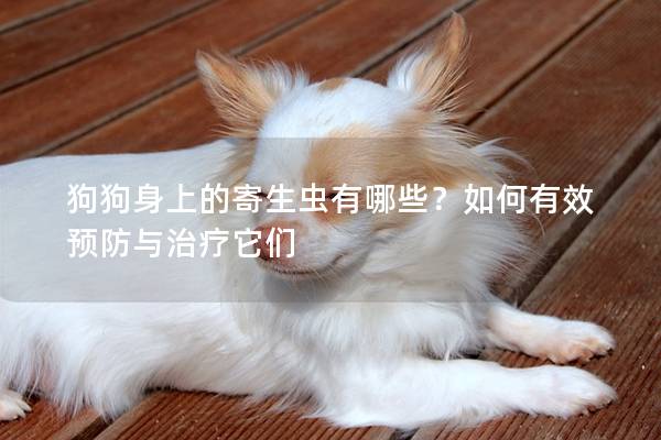 狗狗身上的寄生虫有哪些？如何有效预防与治疗它们