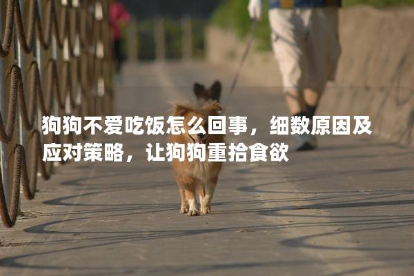 狗狗不爱吃饭怎么回事，细数原因及应对策略，让狗狗重拾食欲