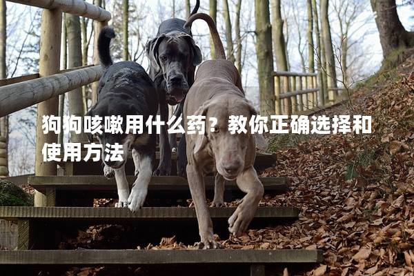 狗狗咳嗽用什么药？教你正确选择和使用方法