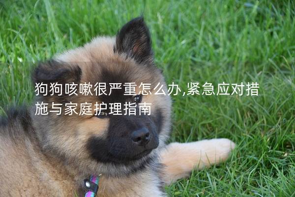 狗狗咳嗽很严重怎么办,紧急应对措施与家庭护理指南