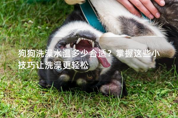 狗狗洗澡水温多少合适？掌握这些小技巧让洗澡更轻松