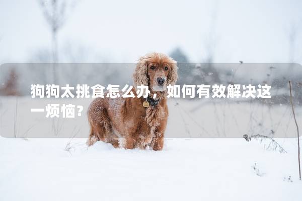 狗狗太挑食怎么办，如何有效解决这一烦恼？