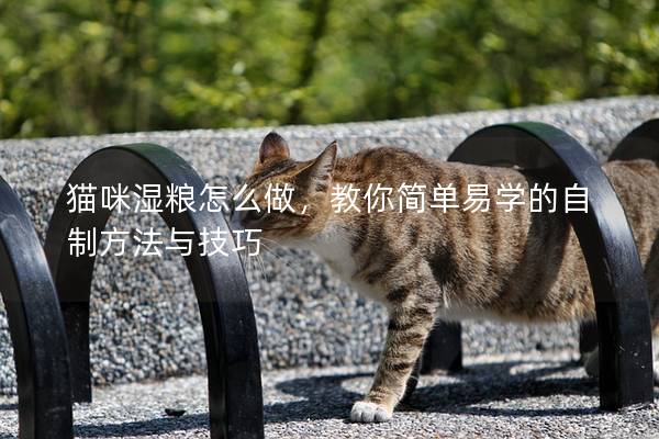 猫咪湿粮怎么做，教你简单易学的自制方法与技巧