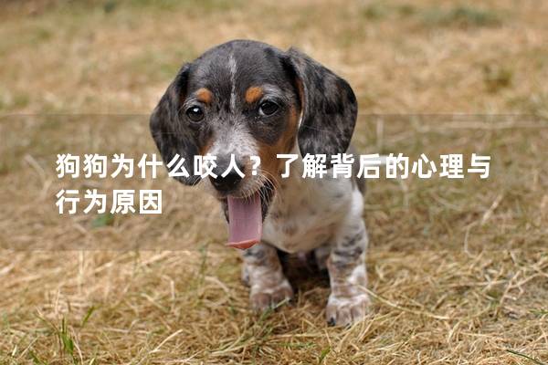 狗狗为什么咬人？了解背后的心理与行为原因