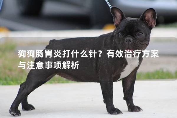 狗狗肠胃炎打什么针？有效治疗方案与注意事项解析