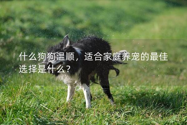 什么狗狗温顺，适合家庭养宠的最佳选择是什么？
