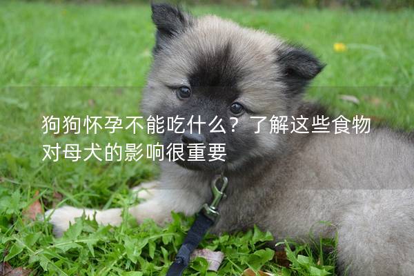 狗狗怀孕不能吃什么？了解这些食物对母犬的影响很重要