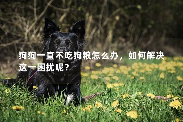 狗狗一直不吃狗粮怎么办，如何解决这一困扰呢？