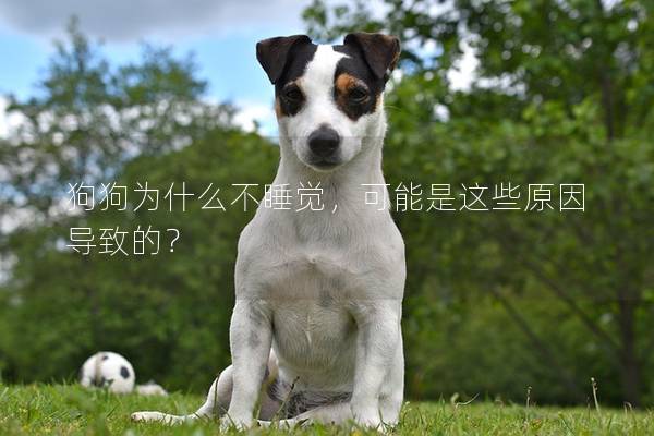 狗狗为什么不睡觉，可能是这些原因导致的？