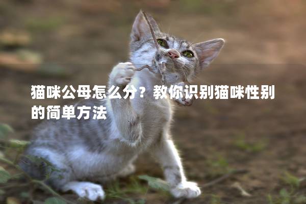 猫咪公母怎么分？教你识别猫咪性别的简单方法