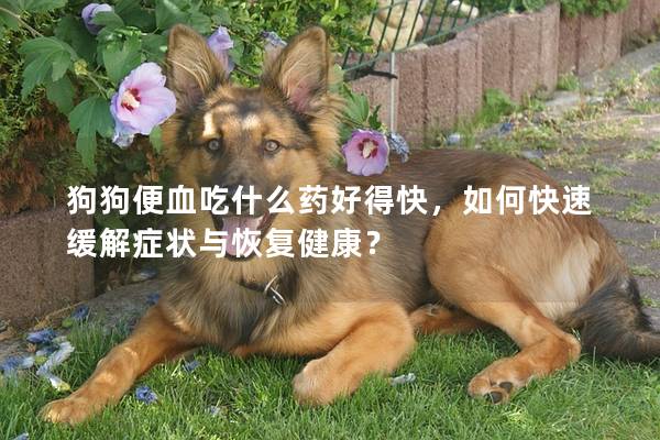 狗狗便血吃什么药好得快，如何快速缓解症状与恢复健康？