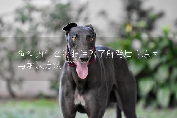 狗狗为什么流眼泪？了解背后的原因与解决方法